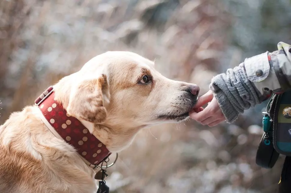 Guiding Eyes For the Blind, Hỗ trợing People with Thị lực kém